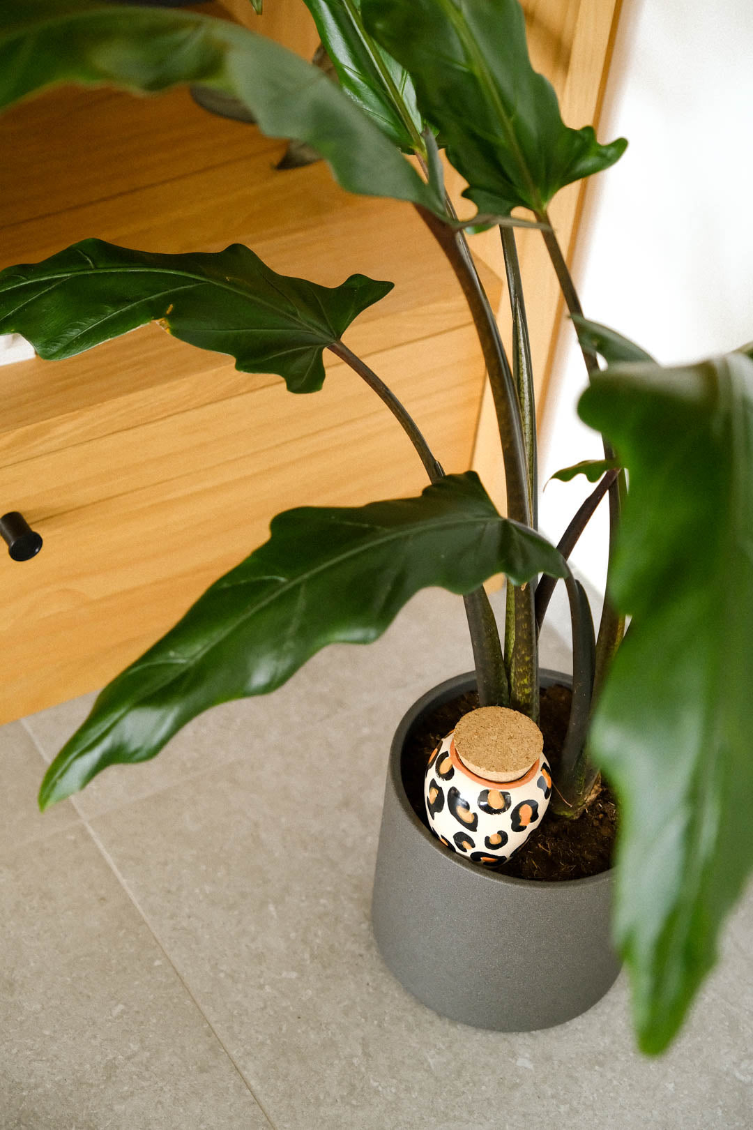 Olla Plant Diffuser - Leopard Print