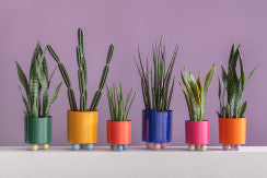 Plant Pot Double Funky Small - Bright red & classic blue