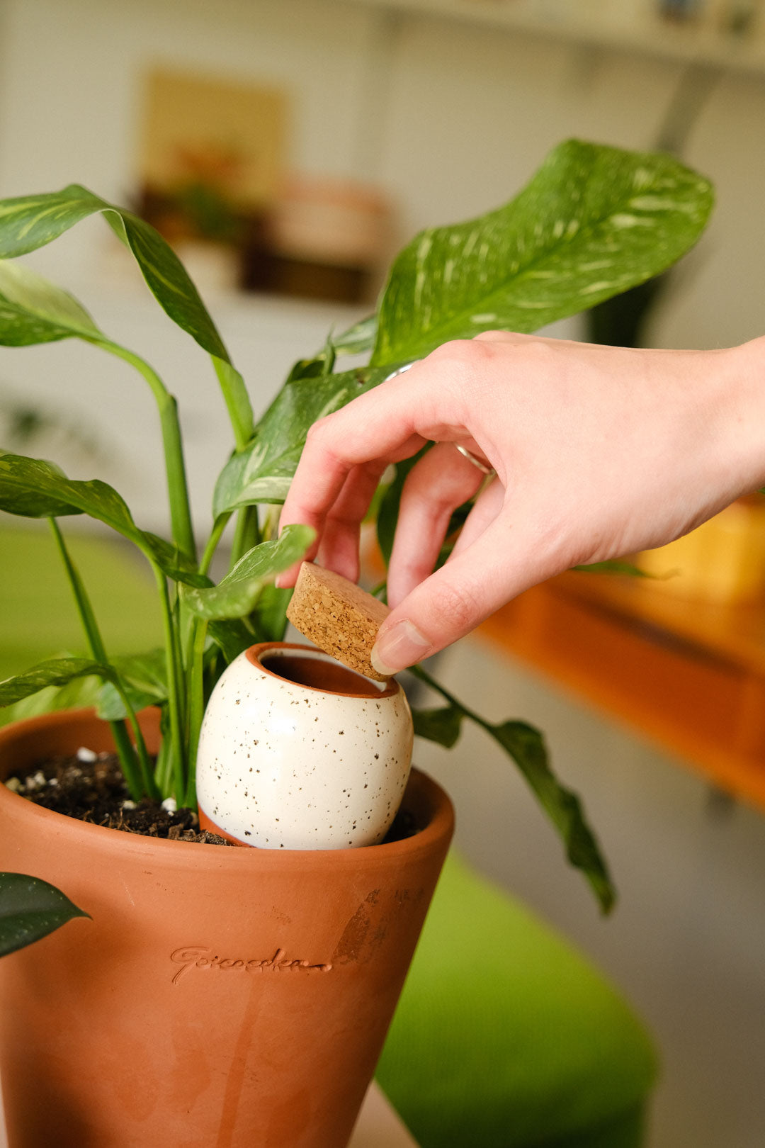 Trio Mini Olla Plant Diffusers - Iconics