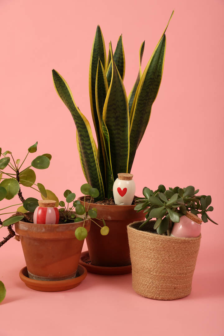 Trio Mini Ollas Plant Diffusers - Les lovers